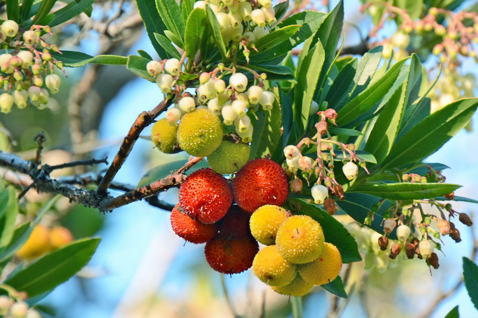 fruit trees for sale