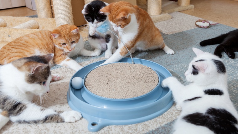 Cat Toys Online