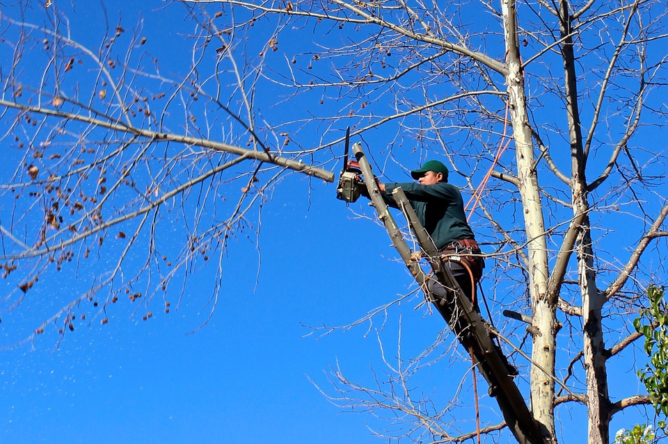 Tree Pruning in Adelaide Hills