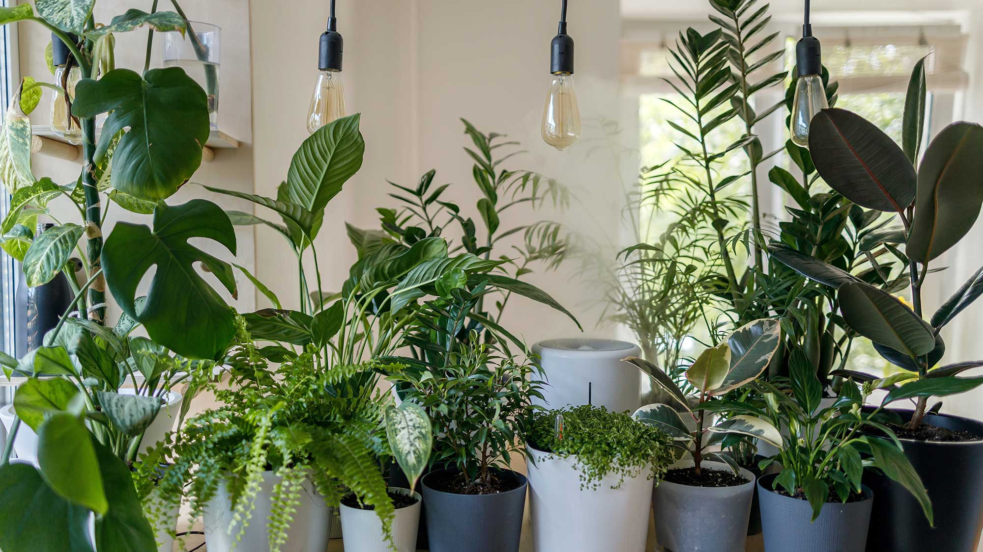  Online plants