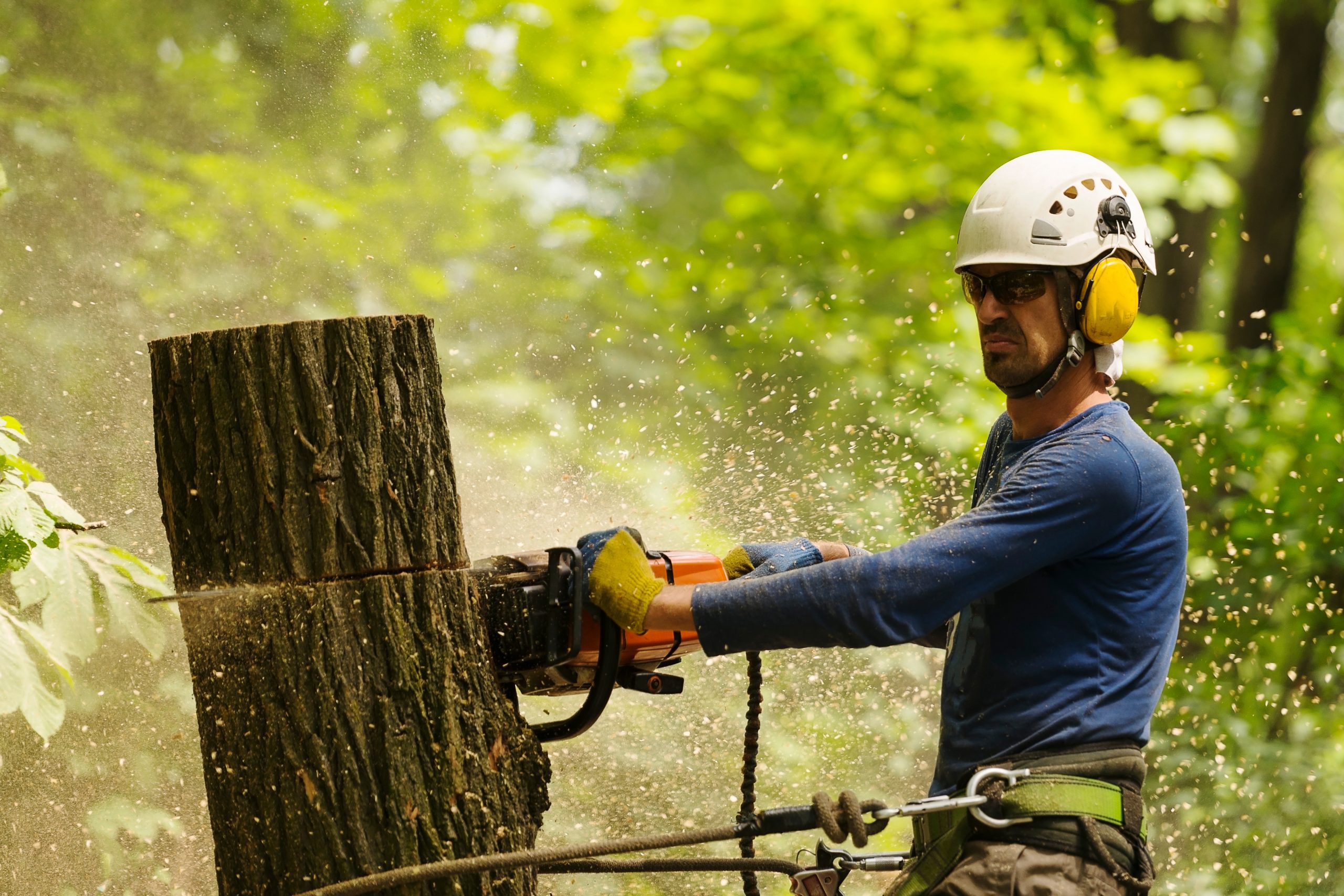 Tree removal Mornington Peninsula