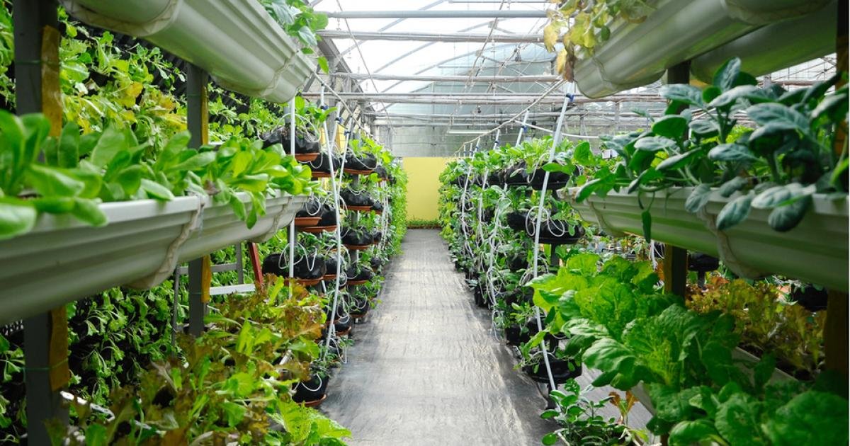 What Benefits Can Equipment Purchases from Hydroponic Suppliers Offer?