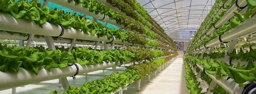Hydroponic Suppliers