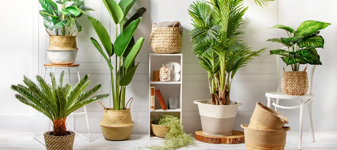 A Guide to Selecting and Caring for Home-Friendly Plants